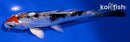 5.25" HEISEI NISHIKI