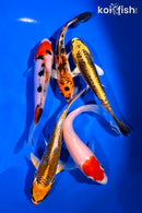 PACK OF (5) 4-5" STANDARD KOI