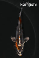3.75" BENI GINGA