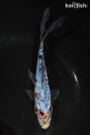 7" SHUBUNKIN GOLDFISH