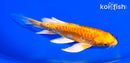 5.5" ARAGOKE ORENJI OGON BUTTERFLY