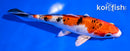 5.5" YAMATO NISHIKI