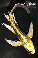 8.25" KIN KIKOKURYU BUTTERFLY