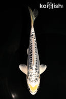 5.5" KIN KIKOKURYU