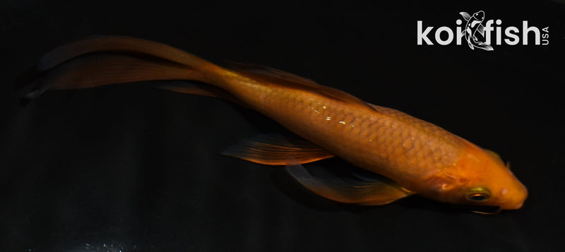 5.5" CHAGOI BUTTERFLY