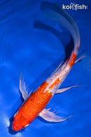 10" GINRIN HARIWAKE BUTTERFLY