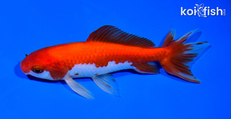 5.75" WAKIN GOLDFISH