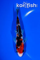 5.75" SANKE