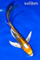 5" KIN KIKOKURYU BUTTERFLY