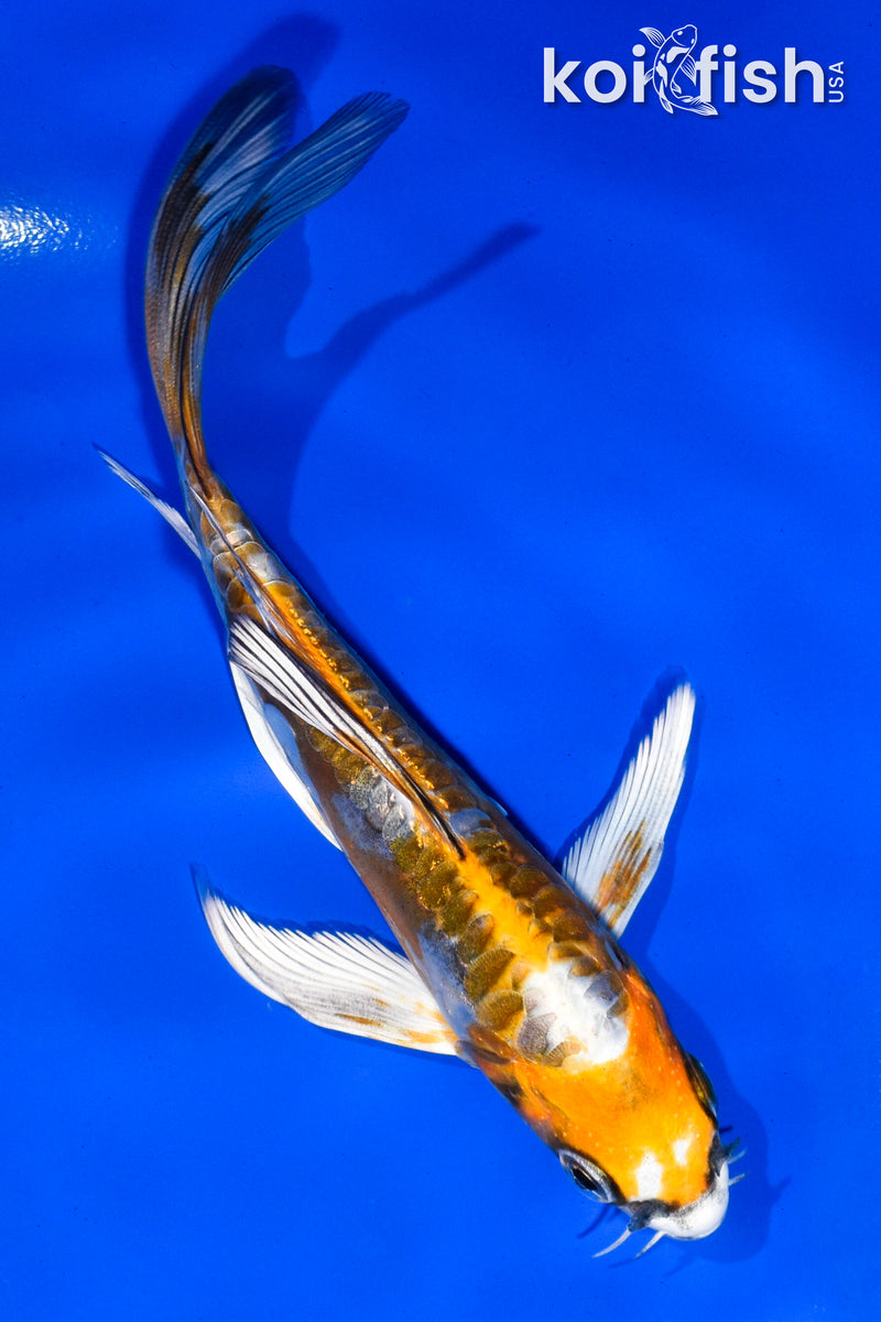 5" KIN KIKOKURYU BUTTERFLY