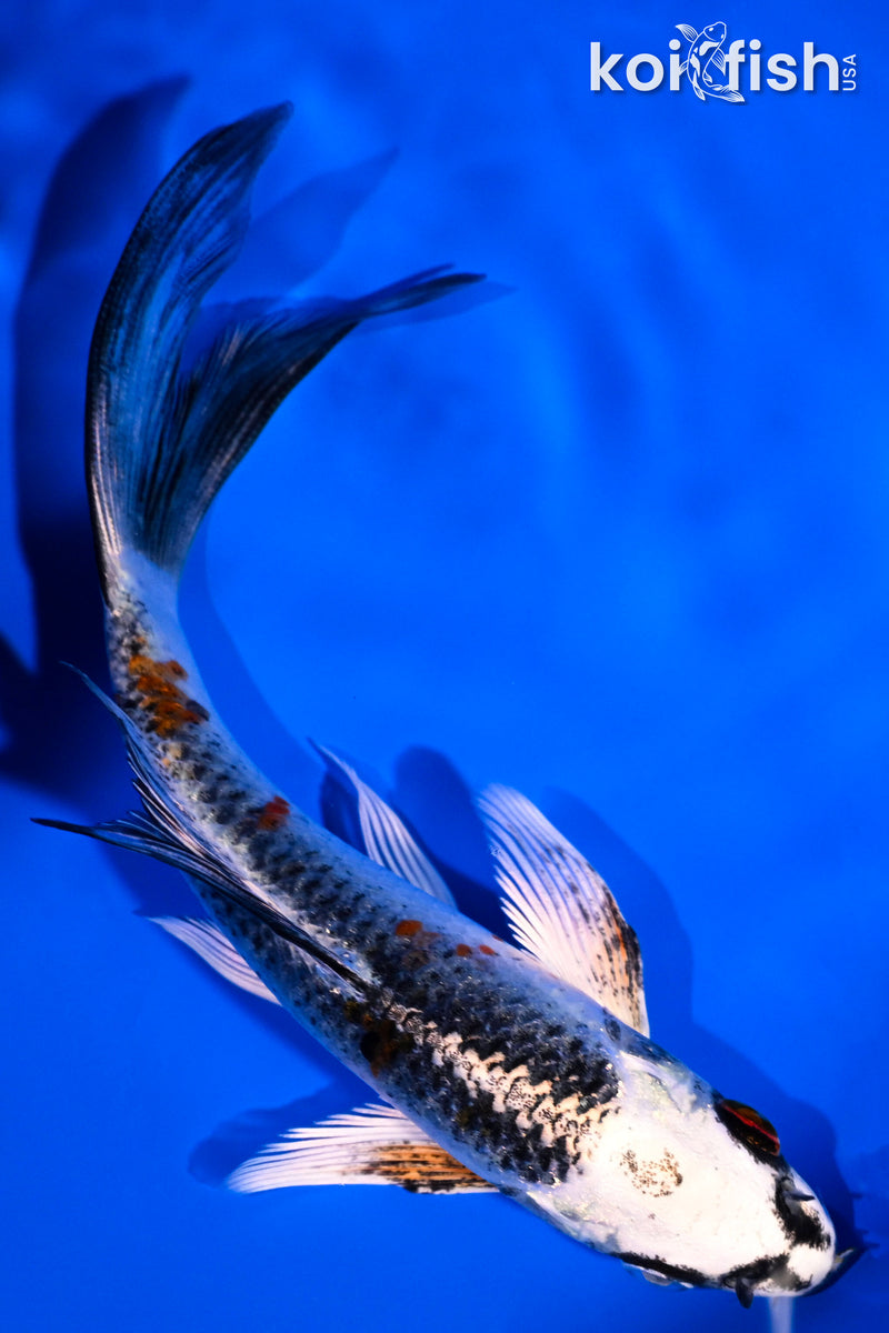 5.5" KUJAKU BUTTERFLY