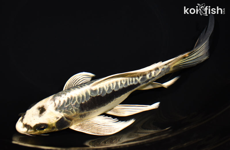 8.25" ARAGOKE KIKOKURYU BUTTERFLY