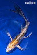 9.5" BENI KIKOKURYU BUTTERFLY