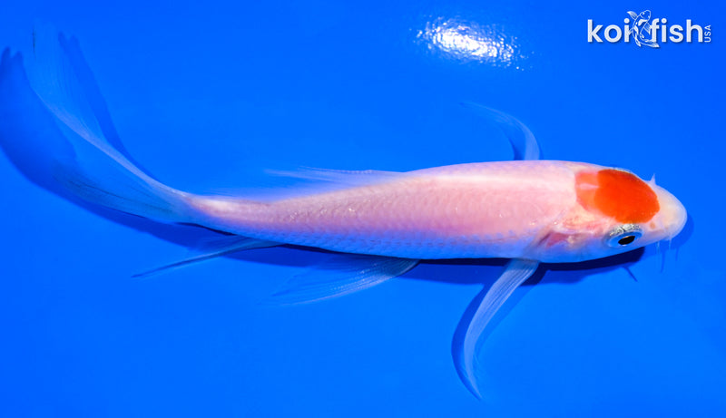 4.25" KOHAKU BUTTERFLY