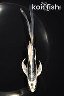 6" KIKOKURYU BUTTERFLY