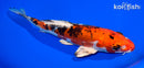 8.5" LEATHER HEISEI NISHIKI