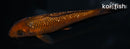 5.75" GINRIN CHAGOI