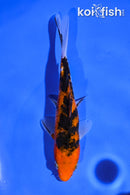 5" AKA SANKE