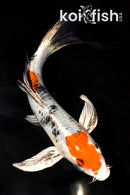 8" YAMATO NISHIKI BUTTERFLY