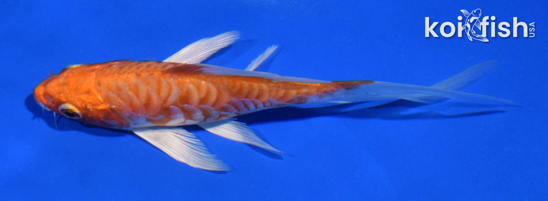 4.5" ARAGOKE KIKUSUI BUTTERFLY