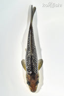 7" SORAGOI