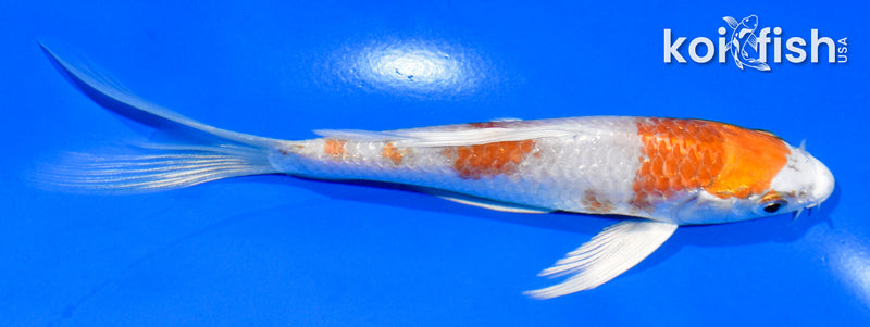 5.5" HARIWAKE BUTTERFLY