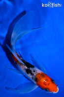 6.25" SANKE BUTTERFLY