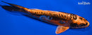 6.75" BENI KIKOKURYU