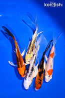 PACK OF (5) 4-5.5" BUTTERFLY KOI