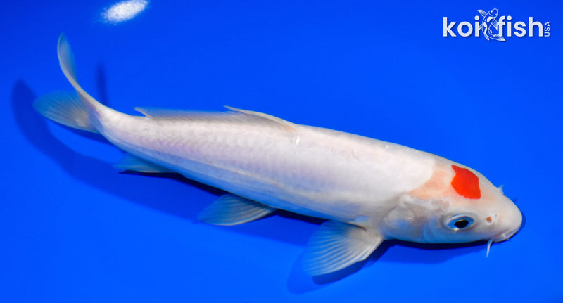 7.75" DOITSU TANCHO KOHAKU