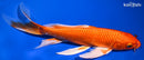 9.5" ORENJI OGON BUTTERFLY