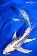 7" KIKOKURYU BUTTERFLY