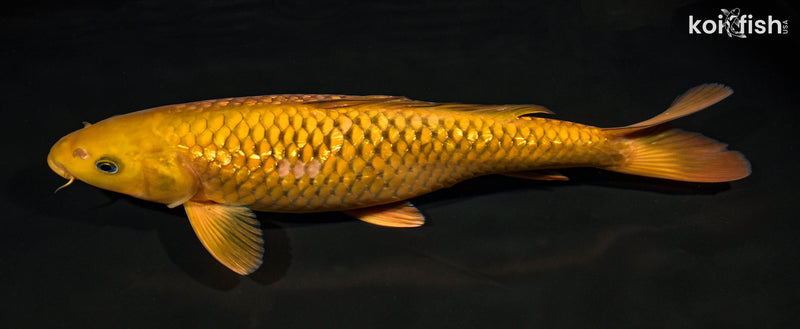 14.75" GINRIN CHAGOI