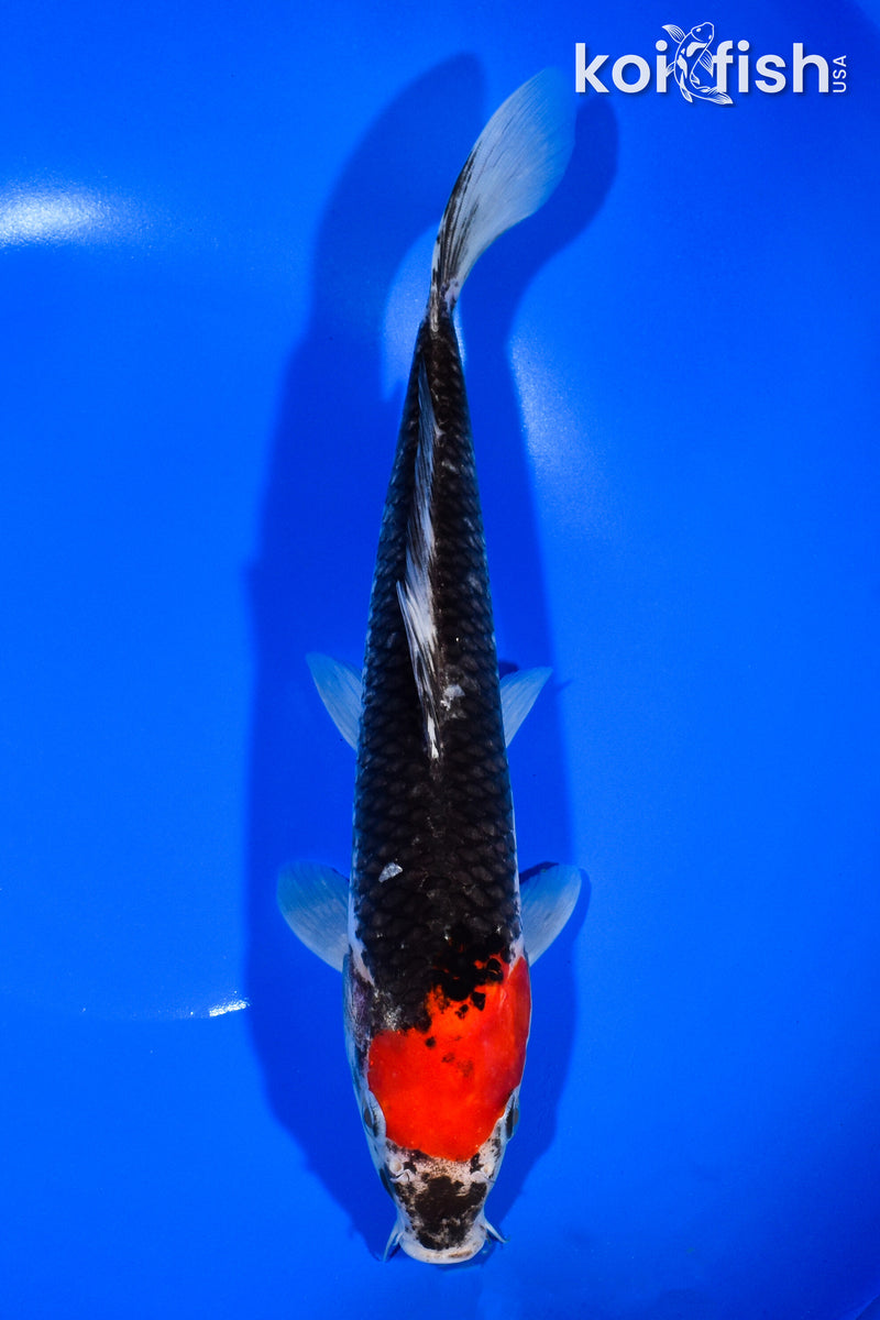 10.5" GOSHIKI