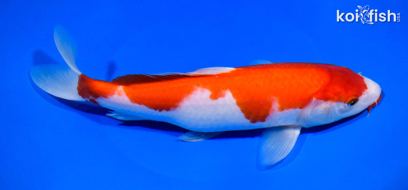 9.75" KUCHIBENI KOHAKU
