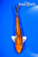 6.25" GINRIN BENI GINGA