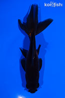 5.5" WATONAI GOLDFISH