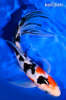 7.5" SANKE BUTTERFLY