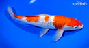 11" GINRIN KOHAKU