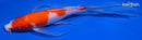 8.25" KOHAKU BUTTERFLY