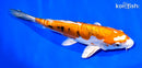 7.75" HEISEI NISHIKI