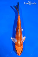 5" KUJAKU