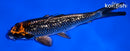 6.5" GINRIN BENI GINGA