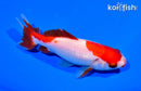 5" SARASA WAKIN GOLDFISH