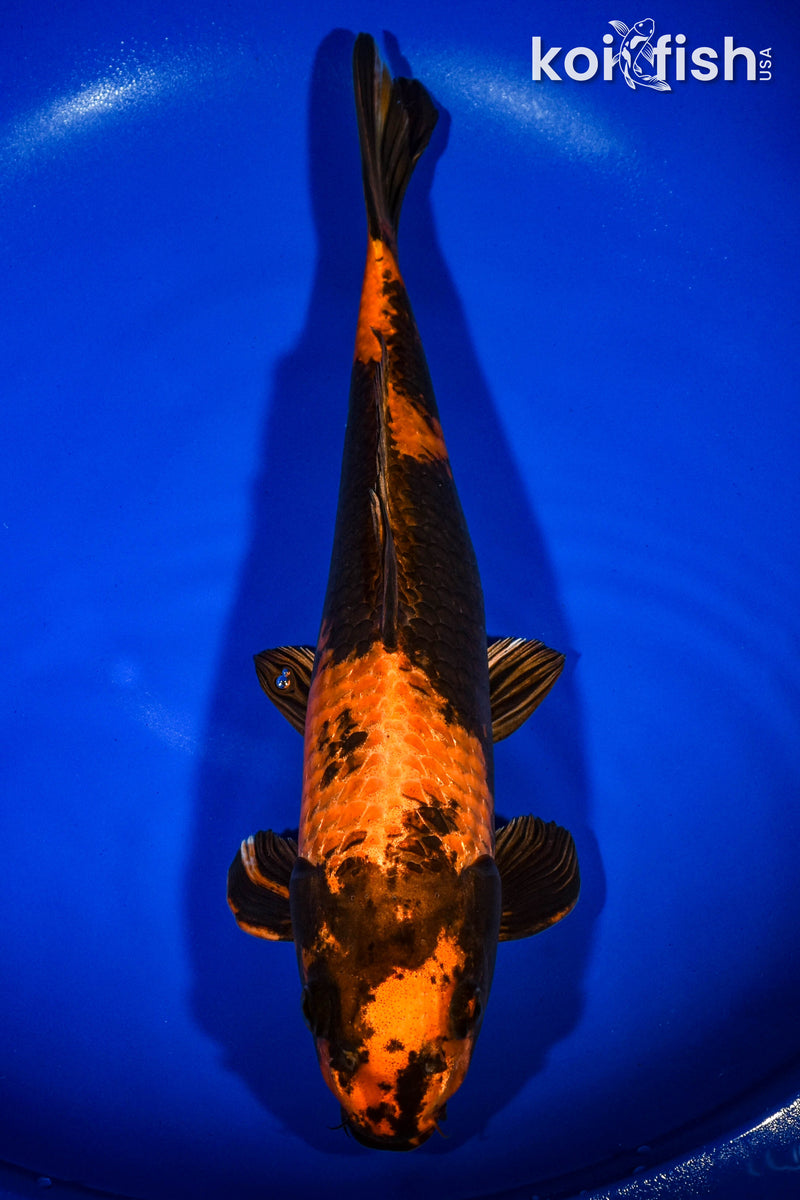 14.5" KIN HI UTSURI