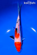 6.5" SANKE