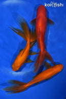 PACK OF (3) 5-5.5" WAKIN GOLDFISH