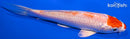 5.25" MARUTEN HARIWAKE
