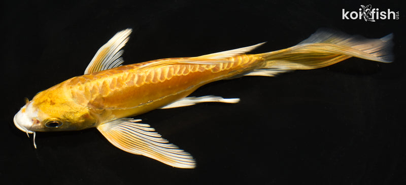 7" ARAGOKE YAMABUKI OGON BUTTERFLY
