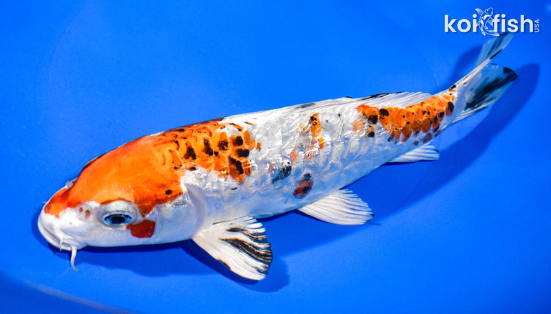 7.5" GINRIN ARMOR SCALED HEISEI NISHIKI